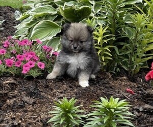 Pomeranian Puppy for sale in LUBLIN, WI, USA