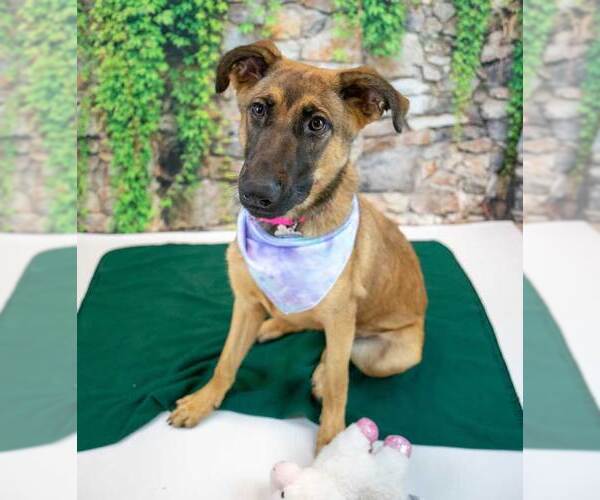 Medium Photo #6 Mutt Puppy For Sale in Kennesaw, GA, USA