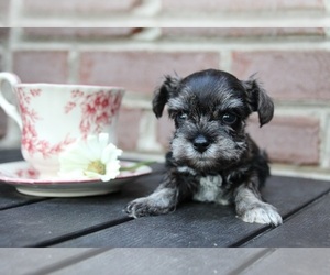 Schnauzer (Miniature) Puppy for sale in KINGSPORT, TN, USA