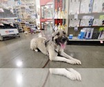 Small Photo #36 Anatolian Shepherd-Great Pyrenees Mix Puppy For Sale in AGOURA HILLS, CA, USA