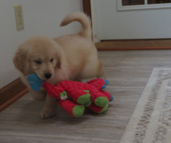 Medium Photo #10 Golden Retriever Puppy For Sale in MECHANICSVILLE, MD, USA