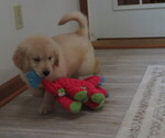 Small #9 Golden Retriever