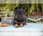 Small #1 German Shepherd Dog