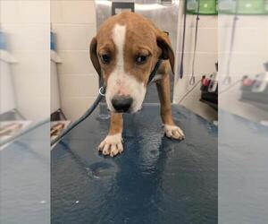 Beagle-Unknown Mix Dogs for adoption in Mobile, AL, USA