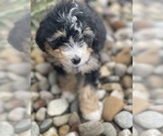 Small Photo #3 Miniature Bernedoodle Puppy For Sale in CENTRALIA, IL, USA