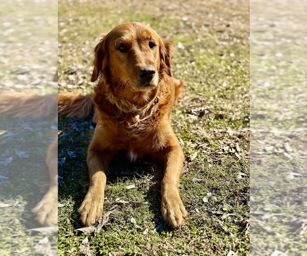 Medium Photo #1 Golden Retriever Puppy For Sale in DURANT, OK, USA