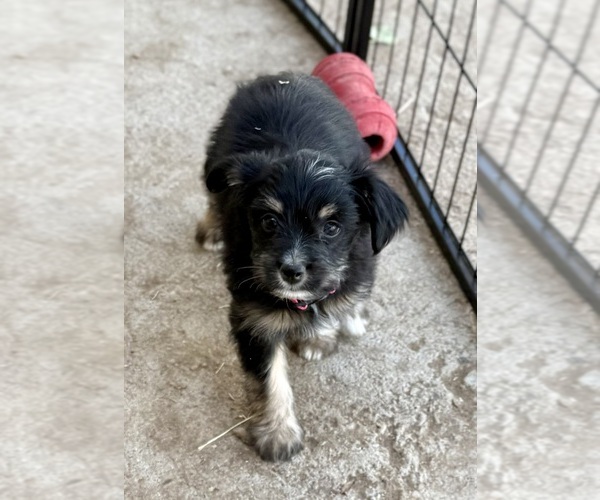 Medium Photo #8 Miniature Schnauzzie Puppy For Sale in DELTA, CO, USA
