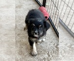 Puppy Raven Miniature Schnauzzie