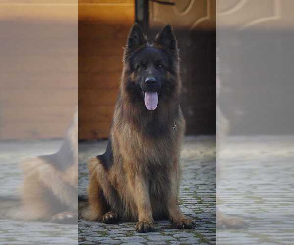 Medium Photo #1 German Shepherd Dog Puppy For Sale in FOSTER, RI, USA