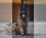 Small Photo #1 German Shepherd Dog Puppy For Sale in FOSTER, RI, USA