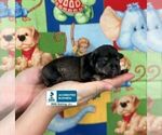 Small #2 Schnauzer (Miniature)