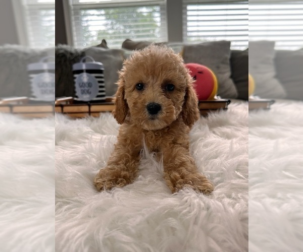 Medium Photo #3 Cockapoo Puppy For Sale in INDIANAPOLIS, IN, USA