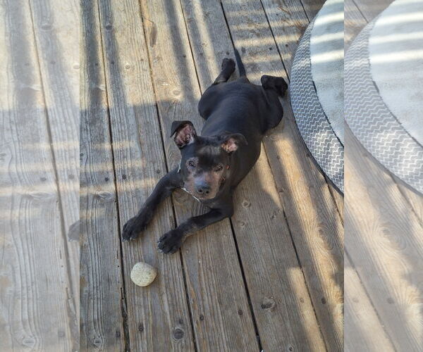 Medium Photo #6 American Pit Bull Terrier-Unknown Mix Puppy For Sale in San Jose, CA, USA