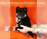 Small Photo #3 Pomsky Puppy For Sale in TAYLORSVILLE, KY, USA