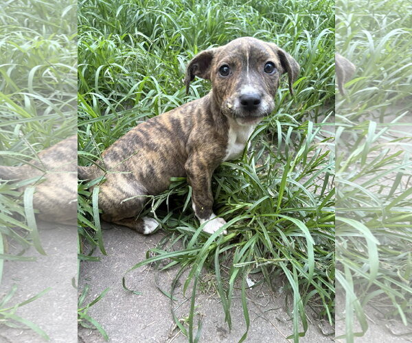 Medium Photo #2 Mutt Puppy For Sale in Mount Pleasant, SC, USA