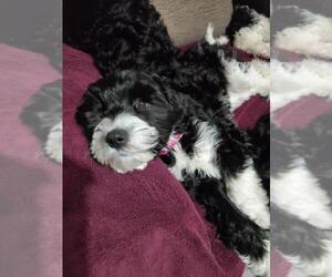 Cavalier King Charles Spaniel-Poodle (Standard) Mix Puppy for sale in MILLINGTON, MI, USA