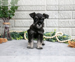 Small Photo #21 Schnauzer (Miniature) Puppy For Sale in BALTIC, OH, USA
