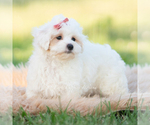Small Photo #108 Maltipoo (Miniature) Puppy For Sale in WARSAW, IN, USA