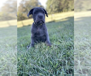 Cane Corso Puppy for sale in LENOIR, NC, USA