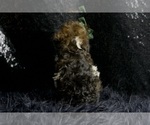 Small Photo #65 Poodle (Miniature) Puppy For Sale in WARSAW, IN, USA