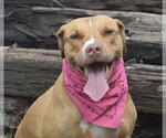 Small #7 American Staffordshire Terrier Mix