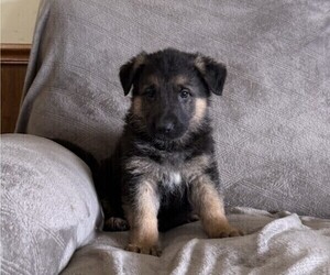 German Shepherd Dog Puppy for sale in THORP, WI, USA