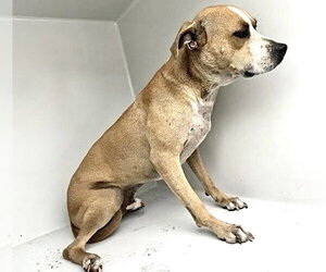 Mutt Dogs for adoption in Houston, TX, USA