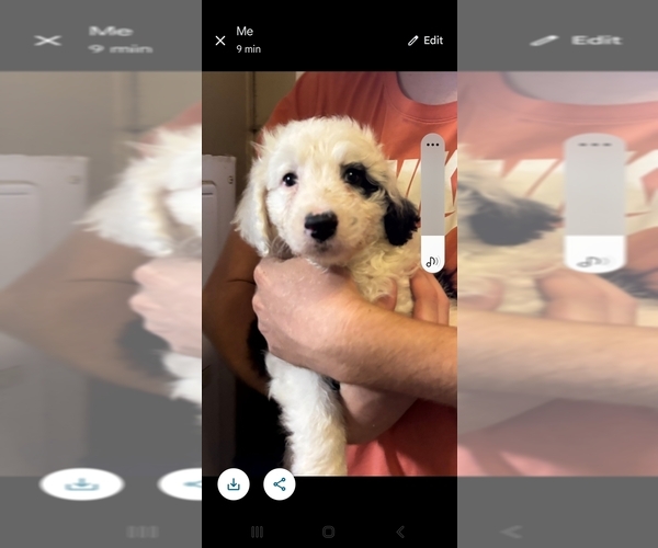 Medium Photo #1 F2 Aussiedoodle Puppy For Sale in DUNNELLON, FL, USA