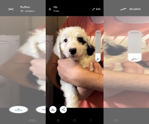 F2 Aussiedoodle Puppy for sale in DUNNELLON, FL, USA