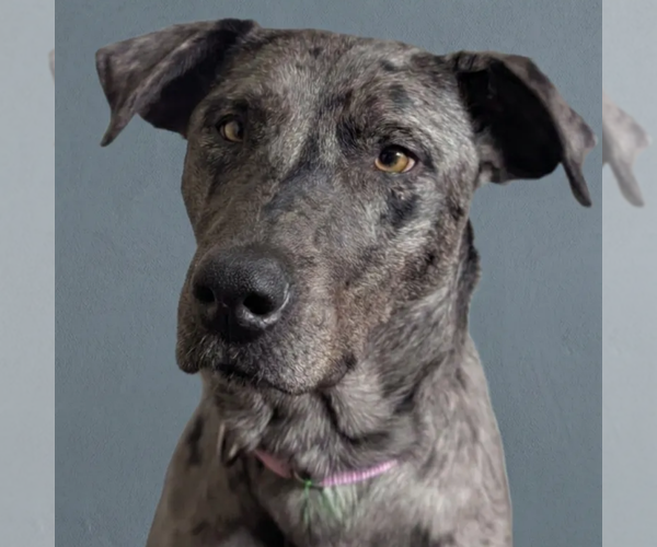 Medium Photo #6 Catahoula Leopard Dog-Unknown Mix Puppy For Sale in Fargo, ND, USA