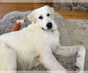 Great Pyrenees-Retriever Mix Dogs for adoption in Wakefield, RI, USA