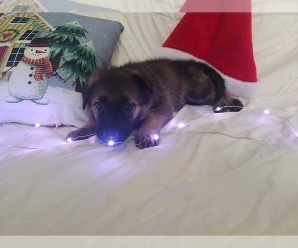 Medium Photo #4 German Shepherd Dog-Timber Wolf Mix Puppy For Sale in MONTREAL, MO, USA