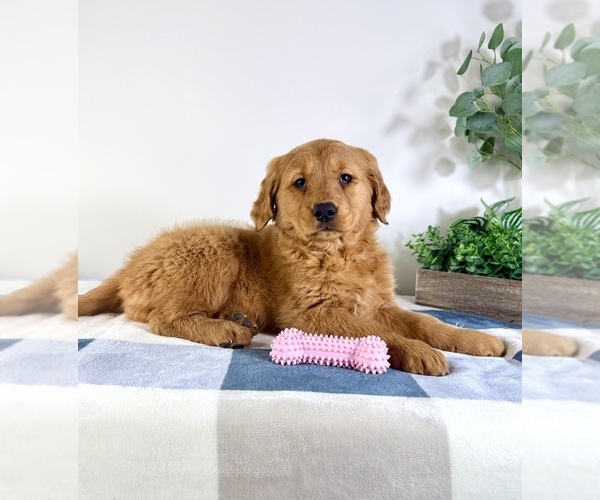 Medium Photo #2 Golden Retriever Puppy For Sale in GREENFIELD, IN, USA