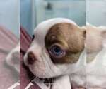 Small #6 Boston Terrier