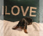 Small Photo #2 Doberman Pinscher Puppy For Sale in CORAL SPRINGS, FL, USA