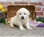 Small #6 Labrador Retriever
