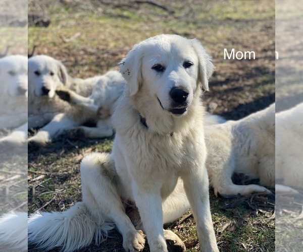 Medium Photo #8 Great Pyrenees Puppy For Sale in LOCKHART, TX, USA