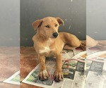 Small #1 Carolina Dog-Golden Retriever Mix