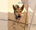Small German Shepherd Dog Mix