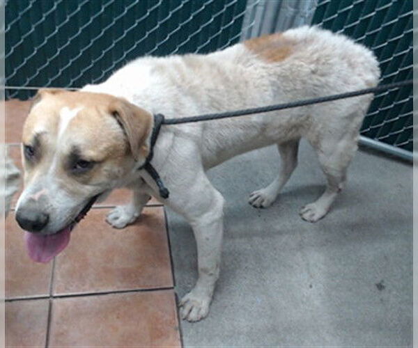 Medium Photo #1 Mutt Puppy For Sale in Downey, CA, USA