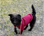 Small #1 Poodle (Miniature) Mix