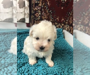 Maltese Puppy for sale in CHARBONNEAU, OR, USA