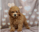 Small #3 Poodle (Toy)