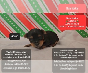 Yorkshire Terrier Puppy for sale in TUCSON, AZ, USA