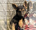 Small Photo #13 German Shepherd Dog Puppy For Sale in OSTRANDER, OH, USA
