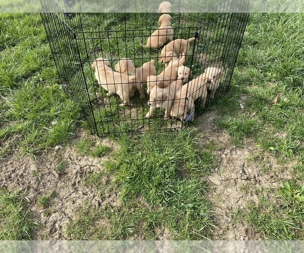 Medium Photo #11 English Cream Golden Retriever-Golden Labrador Mix Puppy For Sale in LAGRANGE, OH, USA
