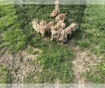 Small Photo #11 English Cream Golden Retriever-Golden Labrador Mix Puppy For Sale in LAGRANGE, OH, USA