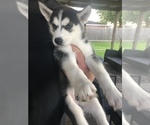 Small Photo #3 Siberian Husky Puppy For Sale in DICKINSON, TX, USA