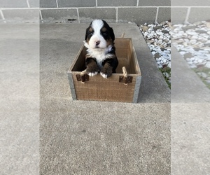 Bernese Mountain Dog Puppy for sale in SHIPSHEWANA, IN, USA