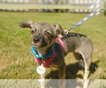 Small #5 Chihuahua Mix